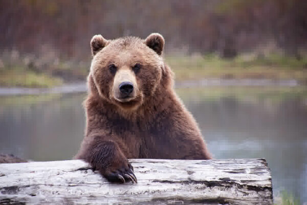 bear